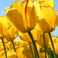 �ǳ�һ��4  