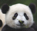 wangzhi888  