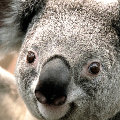 zooszq  