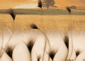 ɫ����  
