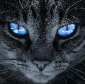 �ڰ�֮��  