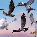 fengfeng123  