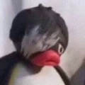 chaodu  